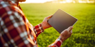Arkadan bak. Bir çiftçi elinde dijital tabletle yeşil alanda duruyor. Agronomist güneşli bir günde tarlada çalışır, büyüme ve kaliteyi kontrol eder. Bahçıvanlık kavramı, teknoloji. Tarım.