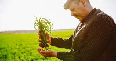 Yetişkin bir çiftçi erkek tarım uzmanı bir tarlada genç yeşil bir bitki tutuyor. Çiftçi dışarıda güneş ışınlarında bitki ve sebzelerle çalışıyor. Kavram: tarım, bahçıvanlık ve kontrol.