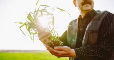 Yetişkin bir çiftçi erkek tarım uzmanı bir tarlada genç yeşil bir bitki tutuyor. Çiftçi dışarıda güneş ışınlarında bitki ve sebzelerle çalışıyor. Kavram: tarım, bahçıvanlık ve kontrol.