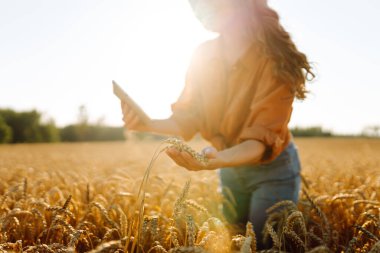 Dişi bir tarım uzmanı elinde dijital tabletle altın buğday tarlasında duruyor. Deneyimli bir çiftçi tarlada çalışıyor, mahsulün kalitesini kontrol ediyor. Bahçecilik ve modern konsepti..