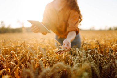 Dişi bir tarım uzmanı elinde dijital tabletle altın buğday tarlasında duruyor. Deneyimli bir çiftçi tarlada çalışıyor, mahsulün kalitesini kontrol ediyor. Bahçecilik ve modern konsepti..