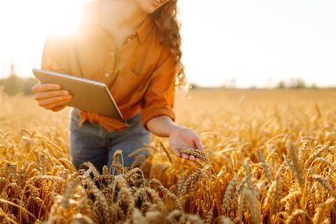 Dişi bir tarım uzmanı elinde dijital tabletle altın buğday tarlasında duruyor. Deneyimli bir çiftçi tarlada çalışıyor, mahsulün kalitesini kontrol ediyor. Bahçecilik ve modern konsepti..