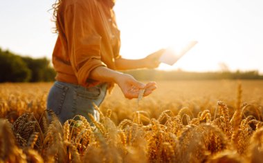 Dişi bir tarım uzmanı elinde dijital tabletle altın buğday tarlasında duruyor. Deneyimli bir çiftçi tarlada çalışıyor, mahsulün kalitesini kontrol ediyor. Bahçecilik ve modern konsepti..