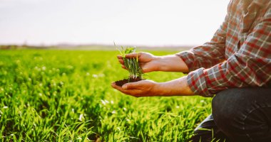 Yeşil tarım alanında bahçecilik için genç bir tohumu tutan deneyimli tarım uzmanlarının yakın çekimi. Çiftçi güneşli bir günde yeşil bir tarlada çalışır. Bahçe ve tarım kavramı.