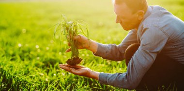 Yeşil tarım alanında bahçecilik için genç bir tohumu tutan deneyimli tarım uzmanlarının yakın çekimi. Çiftçi güneşli bir günde yeşil bir tarlada çalışır. Bahçe ve tarım kavramı.