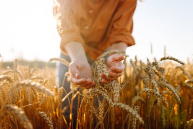 Genç bir dişi çiftçi altın buğday tarlasında duruyor, elinde buğday başakları var. Dişi bir tarım uzmanı gün batımında tarlada çalışır. Cömert bir hasat ve doğanın güzelliği kavramı..