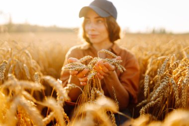Genç bir dişi çiftçi altın buğday tarlasında duruyor, elinde buğday başakları var. Dişi bir tarım uzmanı gün batımında tarlada çalışır. Cömert bir hasat ve doğanın güzelliği kavramı..