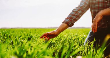 Yeşil bir tarlada elinde genç bir filiz tutan bir tarım uzmanının yakın çekimi. Erkek bir çiftçi gün batımında filizle çalışır. Bakım, kontrol ve tarım kavramı.