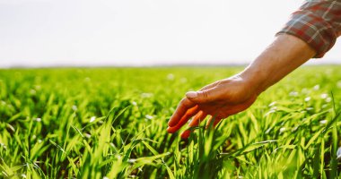 Yeşil bir tarlada elinde genç bir filiz tutan bir tarım uzmanının yakın çekimi. Erkek bir çiftçi gün batımında filizle çalışır. Bakım, kontrol ve tarım kavramı.