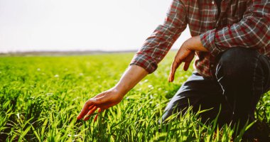 Yeşil bir tarlada elinde genç bir filiz tutan bir tarım uzmanının yakın çekimi. Erkek bir çiftçi gün batımında filizle çalışır. Bakım, kontrol ve tarım kavramı.