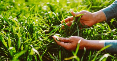 Yeşil bir tarlada elinde genç bir filiz tutan bir tarım uzmanının yakın çekimi. Erkek bir çiftçi gün batımında filizle çalışır. Bakım, kontrol ve tarım kavramı.