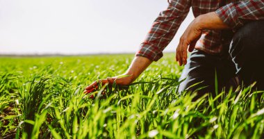 Yeşil bir tarlada elinde genç bir filiz tutan bir tarım uzmanının yakın çekimi. Erkek bir çiftçi gün batımında filizle çalışır. Bakım, kontrol ve tarım kavramı.