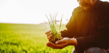 Bir çiftçi yeşil bir tarlada dururken genç bir bitkiyi elinde tutuyor. Deneyimli tarım uzmanı gün batımında ekinlerin büyümesini kontrol ediyor. Bahçe ve tarım kavramı.