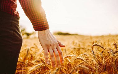 Günbatımında buğdayda yürüyen ve hasada dokunan adam. Tarım ve tarım sektörü.