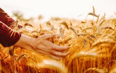 Günbatımında buğdayda yürüyen ve hasada dokunan adam. Tarım ve tarım sektörü.