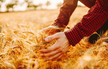 Günbatımında buğdayda yürüyen ve hasada dokunan adam. Tarım ve tarım sektörü.