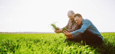İki deneyimli çiftçi, yeşil bir alanda dijital tablet kullanarak genç bitkileri inceliyor. Agronomlar tarlaya ekmeden önce fidelerle çalışırlar. Hasat, bahçe ve iş kavramları.