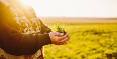 Bir çiftçi yeşil bir tarlada genç bir bitki tutuyor. Yetişkin bir adam tohumu ekmeden önce inceler. Bahçe ve tarım kavramı.