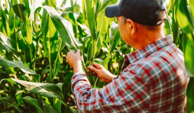 Şapkalı ve ekose gömlekli deneyimli bir çiftçi bir mısır tarlasında elinde panoyla dikiliyor. Üzerinde notlar olan bir pano tutan, uzun bitkileri inceleyen bir tarımcı. Tarım ve iş kavramı.