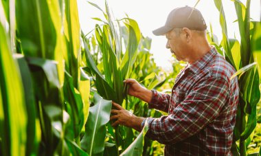 Şapkalı ve ekose gömlekli deneyimli bir çiftçi bir mısır tarlasında elinde panoyla dikiliyor. Üzerinde notlar olan bir pano tutan, uzun bitkileri inceleyen bir tarımcı. Tarım ve iş kavramı.