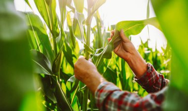 Şapkalı ve ekose gömlekli deneyimli bir çiftçi bir mısır tarlasında elinde panoyla dikiliyor. Üzerinde notlar olan bir pano tutan, uzun bitkileri inceleyen bir tarımcı. Tarım ve iş kavramı.