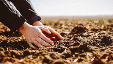 Uzman çiftçinin eli toprak topluyor. Çiftçi ekmeden önce toprak kalitesini kontrol ediyor. Ekoloji kavramı.