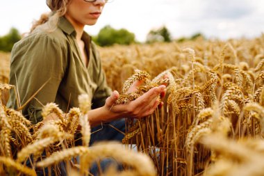 Genç kadın tarımcı güneş ışınları altında tarlada çalışıyor. Dişi çiftçi, güneşli bir günde hasadın kalitesini ölçmek için buğdayın altın kulaklarına dokunur. Tarım, bahçe ve ekoloji kavramları.
