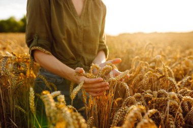 Genç kadın tarımcı güneş ışınları altında tarlada çalışıyor. Dişi çiftçi, güneşli bir günde hasadın kalitesini ölçmek için buğdayın altın kulaklarına dokunur. Tarım, bahçe ve ekoloji kavramları.
