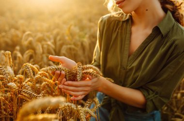 Genç kadın tarımcı güneş ışınları altında tarlada çalışıyor. Dişi çiftçi, güneşli bir günde hasadın kalitesini ölçmek için buğdayın altın kulaklarına dokunur. Tarım, bahçe ve ekoloji kavramları.