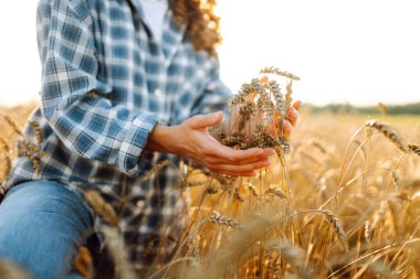 Dişi çiftçinin elleri altın buğday tarlasında hasatı inceliyor, güneş ışığıyla yıkanmış. Agronomist tarladaki buğday kalitesini inceliyor. Tarım, tarım kavramı. Cömert hasat.