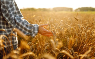 Dişi çiftçinin elleri altın buğday tarlasında hasatı inceliyor, güneş ışığıyla yıkanmış. Agronomist tarladaki buğday kalitesini inceliyor. Tarım, tarım kavramı. Cömert hasat.