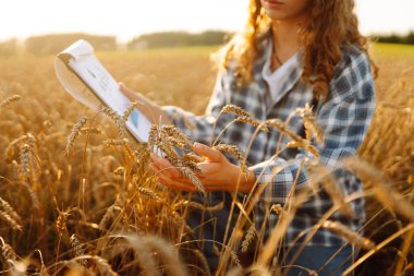 Dişi çiftçinin elleri altın buğday tarlasında hasatı inceliyor, güneş ışığıyla yıkanmış. Agronomist tarladaki buğday kalitesini inceliyor. Tarım, tarım kavramı. Cömert hasat.