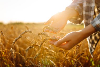 Dişi çiftçinin elleri altın buğday tarlasında hasatı inceliyor, güneş ışığıyla yıkanmış. Agronomist tarladaki buğday kalitesini inceliyor. Tarım, tarım kavramı. Cömert hasat.