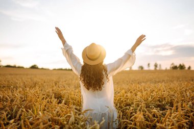 Hasır şapkalı, altın buğday tarlalarında yürüyen genç bir kadının dikiz görüntüsü. Tarladaki güzel bir kadın kendini özgür hissediyor ve günbatımının tadını çıkarıyor. Moda, güzellik ve doğa kavramı.
