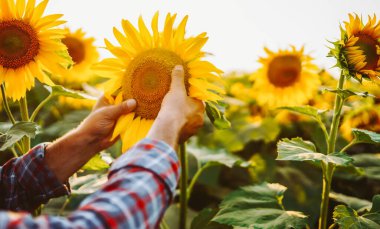 Ekose gömlekli bir çiftçi uzun ayçiçeklerinin arasında bir pano tutuyor. Elinde dosya olan bir tarım uzmanı güneşli bir günde ekinlerin büyümesini kontrol ediyor. Bahçe işleri ve iş kavramları.