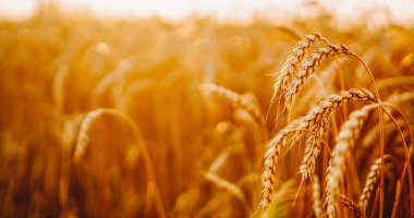 Akşamları günbatımı altın tarlası. Büyüyen doğa hasadı. Tarım çiftliği.