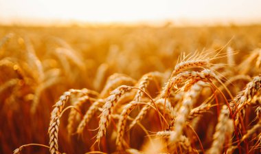 Akşamları günbatımı altın tarlası. Büyüyen doğa hasadı. Tarım çiftliği.