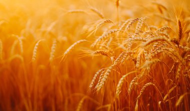 Akşamları günbatımı altın tarlası. Büyüyen doğa hasadı. Tarım çiftliği.