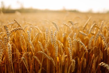 Buğday sapları altın bir tarlada dimdik durur güneş öğleden sonra parlarken. Ekinler hasat için hazır. Arka planda birkaç ağaç görünüyor..