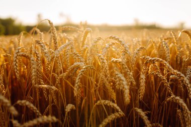 Buğday sapları altın bir tarlada dimdik durur güneş öğleden sonra parlarken. Ekinler hasat için hazır. Arka planda birkaç ağaç görünüyor..