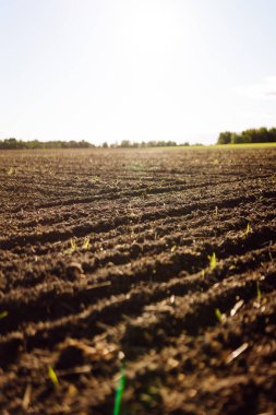 Güneş ışınlarındaki verimli topraktan çıkan yeşil filizlerin yakın çekimi. Gün batımında siyah toprak ve yeşil bitkilerle dolu bir çiftlik arazisi. Tarım ve bahçıvanlık kavramı.
