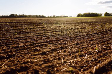 Güneş ışınlarındaki verimli topraktan çıkan yeşil filizlerin yakın çekimi. Gün batımında siyah toprak ve yeşil bitkilerle dolu bir çiftlik arazisi. Tarım ve bahçıvanlık kavramı.