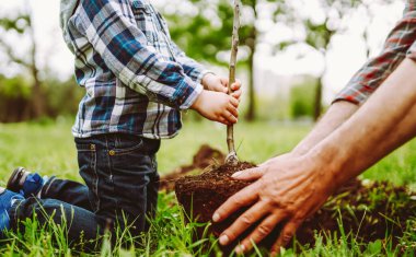 Takım çalışması. Yetişkin bir adam ve bir çocuk birlikte genç bir ağaç dikerler. Aile geleneği. Bahçecilik konsepti, çocukluk.