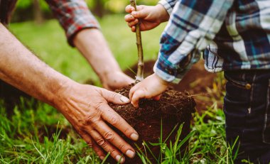 Takım çalışması. Yetişkin bir adam ve bir çocuk birlikte genç bir ağaç dikerler. Aile geleneği. Bahçecilik konsepti, çocukluk.