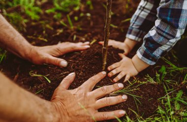 Takım çalışması. Yetişkin bir adam ve bir çocuk birlikte genç bir ağaç dikerler. Aile geleneği. Bahçecilik konsepti, çocukluk.
