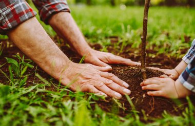 Takım çalışması. Yetişkin bir adam ve bir çocuk birlikte genç bir ağaç dikerler. Aile geleneği. Bahçecilik konsepti, çocukluk.