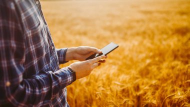 Farmer Checking Wheat Field Progress, Holding Phone and Using Internet . Idea Of A Rich Harvest