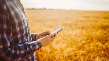Çiftçi buğday tarlası işlemini kontrol ediyor, telefonu tutuyor ve interneti kullanıyor. Zengin Hasat Fikri
