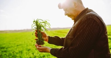 Bir çiftçi elinde genç bir bitkiyle yeşil bir tarlada duruyor. Güneş yukarıda ışıl ışıl parlıyor, manzarayı aydınlatıyor. Çiftçi fabrikayı dikkatlice kontrol eder..
