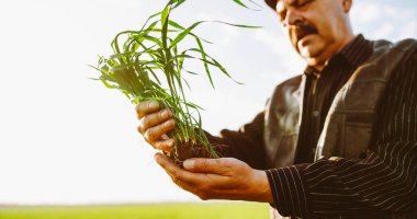 Bir çiftçi elinde genç bir bitkiyle yeşil bir tarlada duruyor. Güneş yukarıda ışıl ışıl parlıyor, manzarayı aydınlatıyor. Çiftçi fabrikayı dikkatlice kontrol eder..